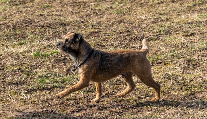 Border Terrier dog walking on grassy ground