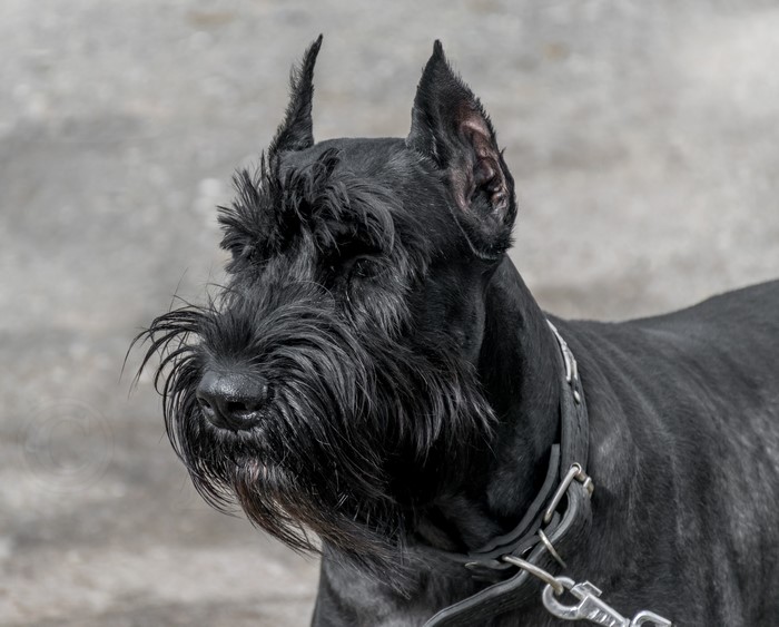 Black Giant Schnauzer Dog with Collar