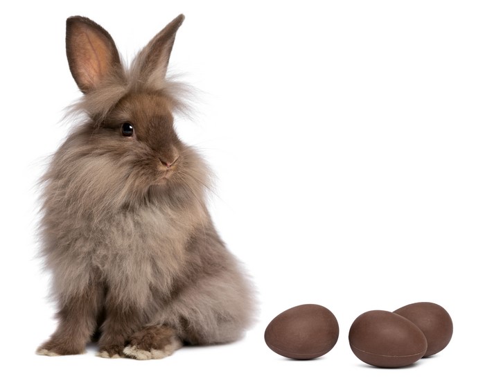 Fluffy rabbit with chocolate Easter eggs