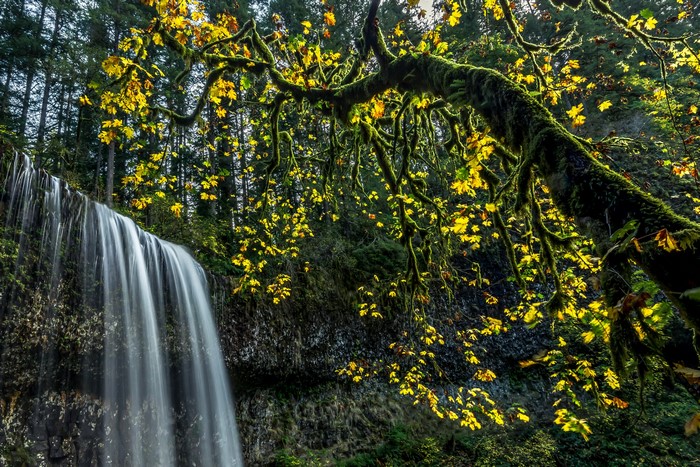 Waterfall in Silver Falls State Park with Mossy Branches