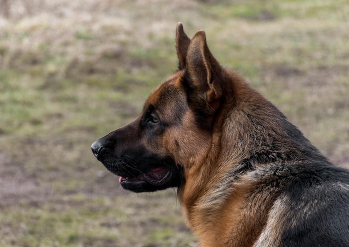 German Shepherd Dog Profile