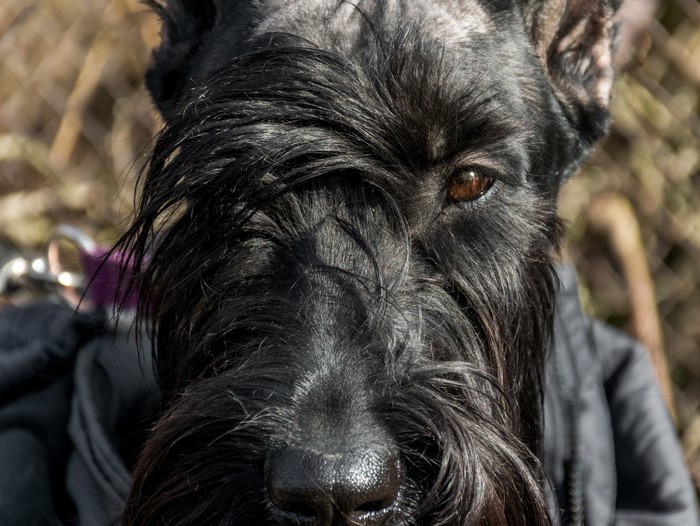 Giant Schnauzer dog with black fur