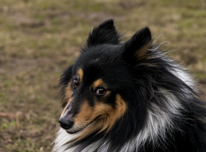 Sheltie Shetland Sheepdog Dog