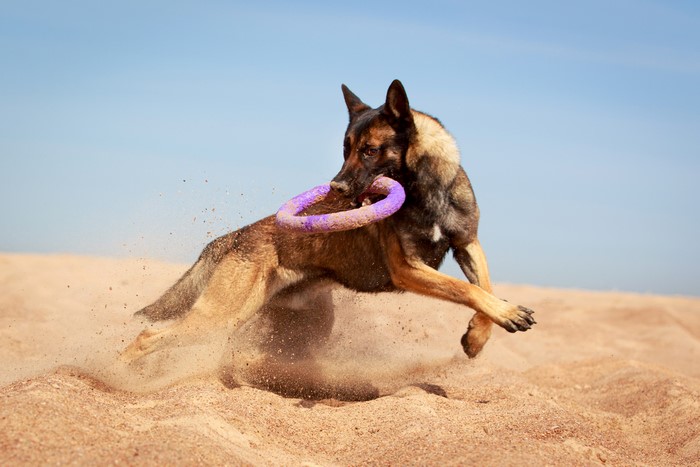 Belgian Malinois dog playing with a ring toy on sand