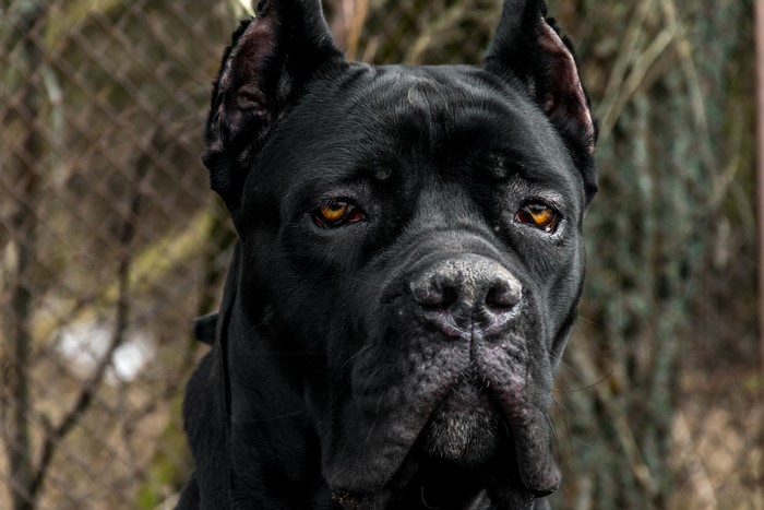 Black Cane Corso Dog