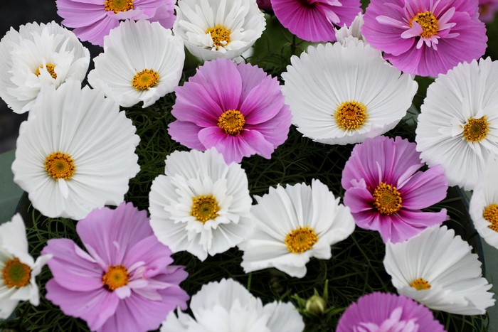 4K Cosmos plant closeup