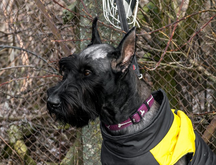 Giant Schnauzer dog wearing a jacket