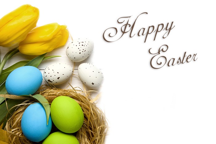 Happy Easter Tulips and Eggs in Nest