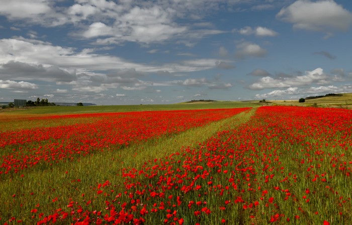 Field of red poppies under a cloudy blue sky
