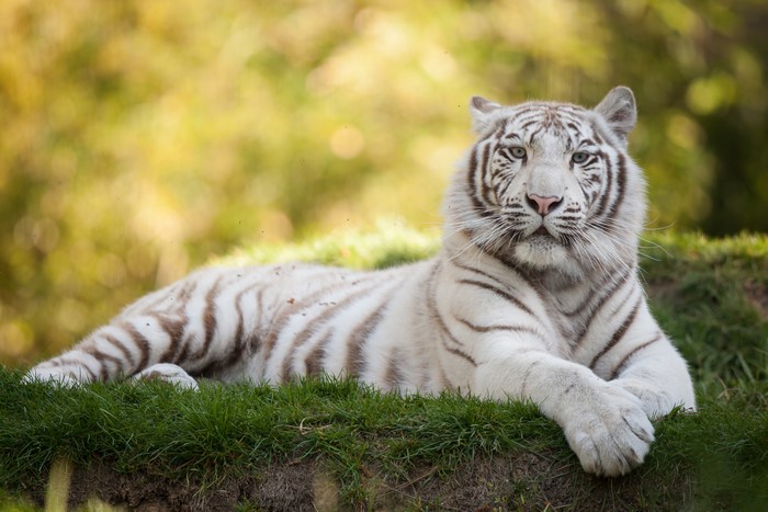 White Tiger Lying on Grass
