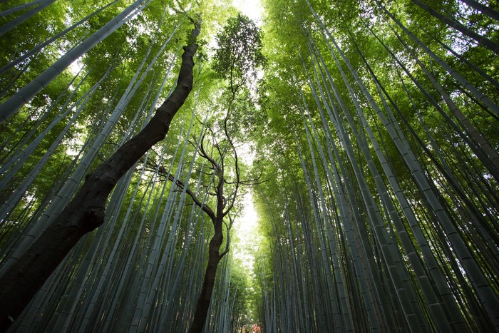 Bamboo forest with trees