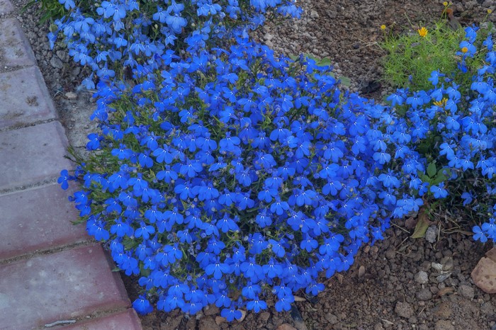Many Blue Lobelia Flowers