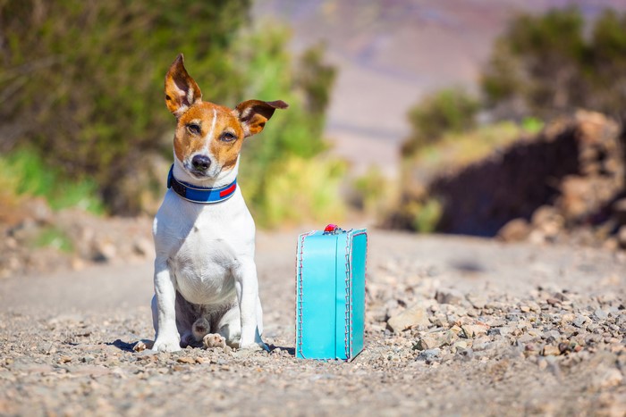Jack Russell Terrier with Suitcase on a Dirt Road