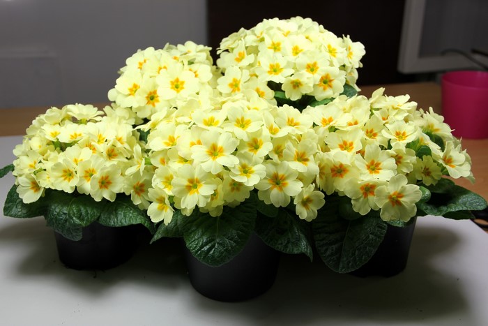 Yellow Primula flowers in black pots