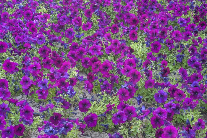 Many violet Petunias in bloom