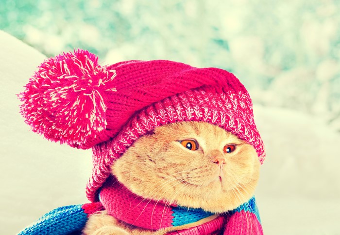 Ginger cat wearing a winter hat and scarf
