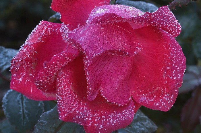 Close-up of a pink rose covered in frost