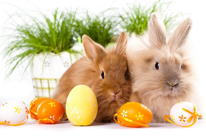 Two Easter bunnies with decorated eggs and grass