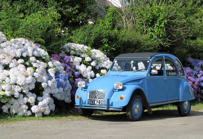 Blue 1978 Citroen 2CV 6 parked by hydrangeas