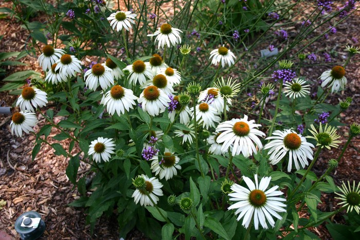 White Echinacea purpurea flowers with purple accents