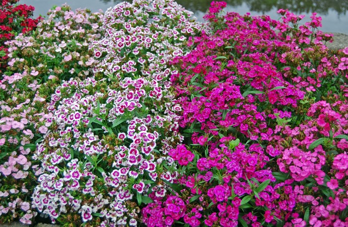 Dianthus flowers in various colors