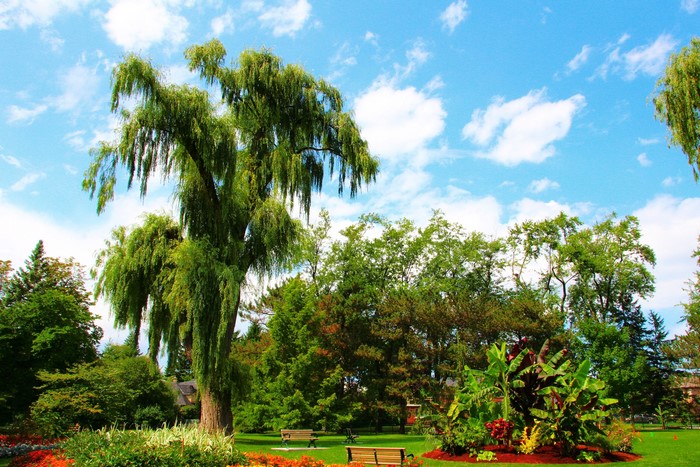 Weeping Willow Tree in a Botanical Garden