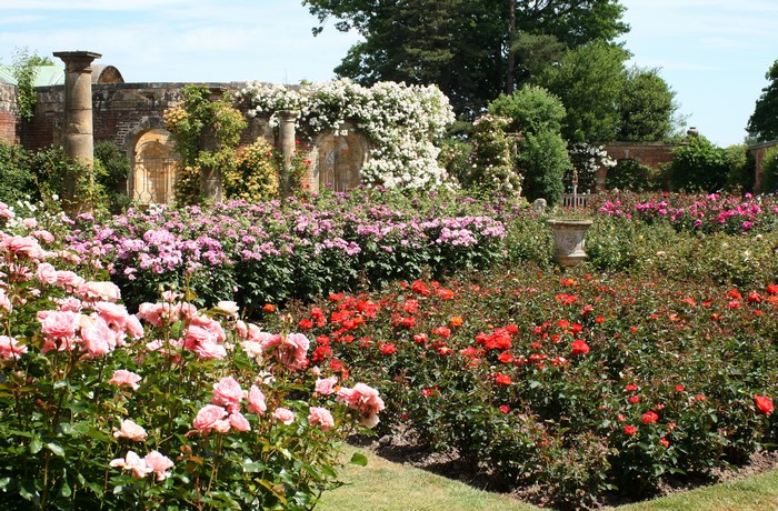 Hever Castle Gardens England Roses