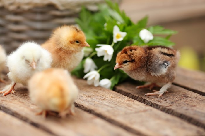 Four fluffy chicks on a wooden surface with flowers