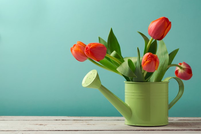 Orange Tulips in a Watering Can