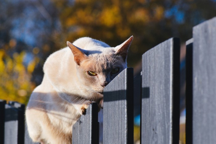 Siamese cat peeking over a wooden fence