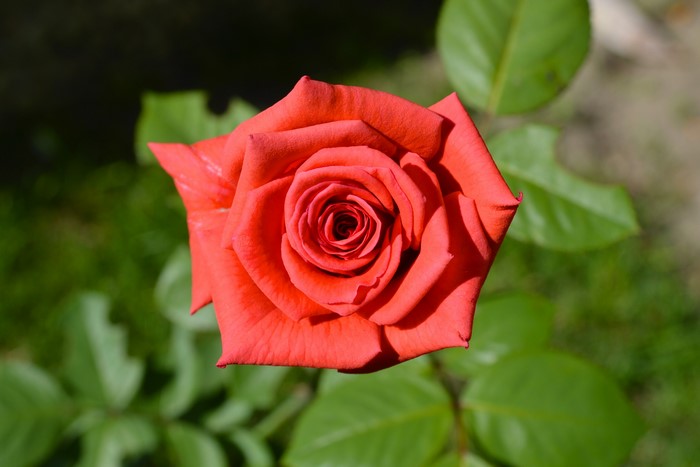 Red Rose in Bloom