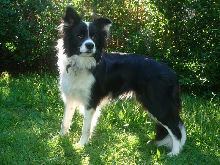 Border Collie dog standing in grass