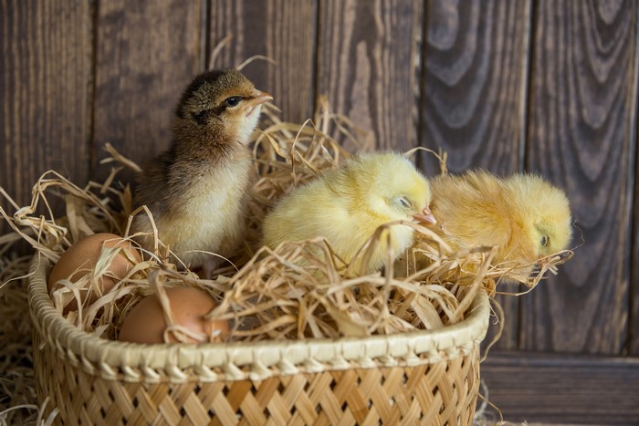 Chicks and Eggs in a Wicker Basket