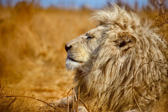 Close-up of a white lion's head in dry grass