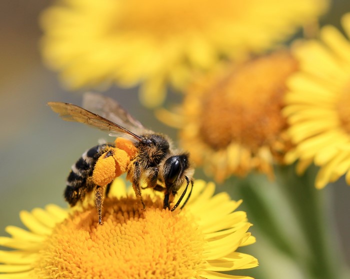 Bee covered in pollen on a yellow flower