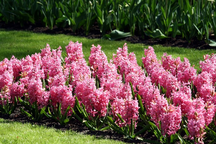 Pink Hyacinths in Keukenhof Gardens