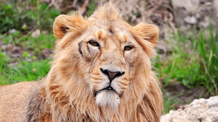 Close-up of a lion's face