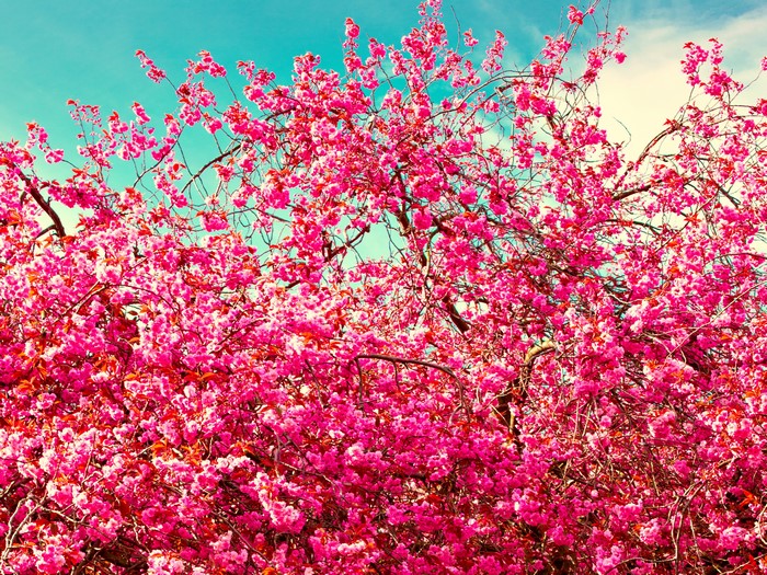 Pink flowering tree branches against a blue sky