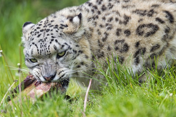 Snow leopard eating meat in grass