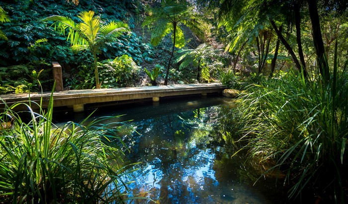 Wooden bridge over a pond in a lush garden