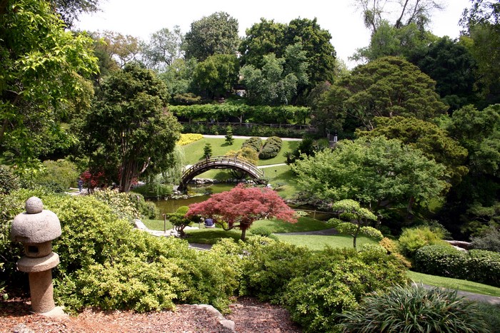 Japanese Garden with Arched Bridge and Red Maple Tree