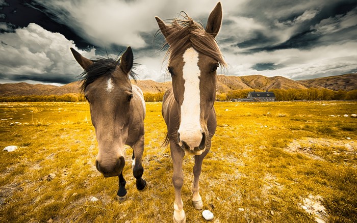 Two horses in a field with mountains