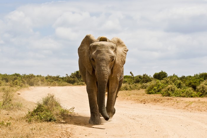 Elephant walking on a dirt road