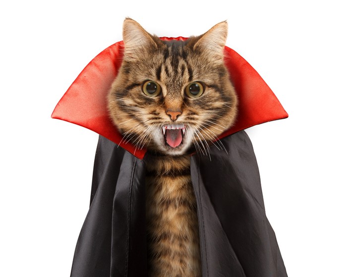 Cat dressed as a vampire with fangs