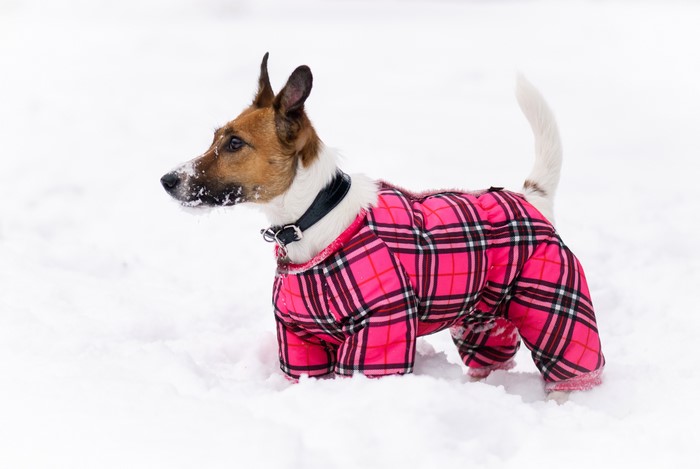 Jack Russell Terrier in a Pink Plaid Snowsuit