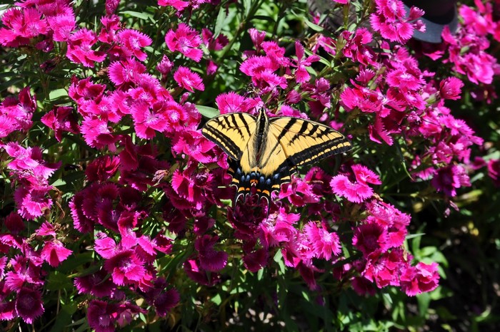 Tiger Swallowtail butterfly on pink carnations