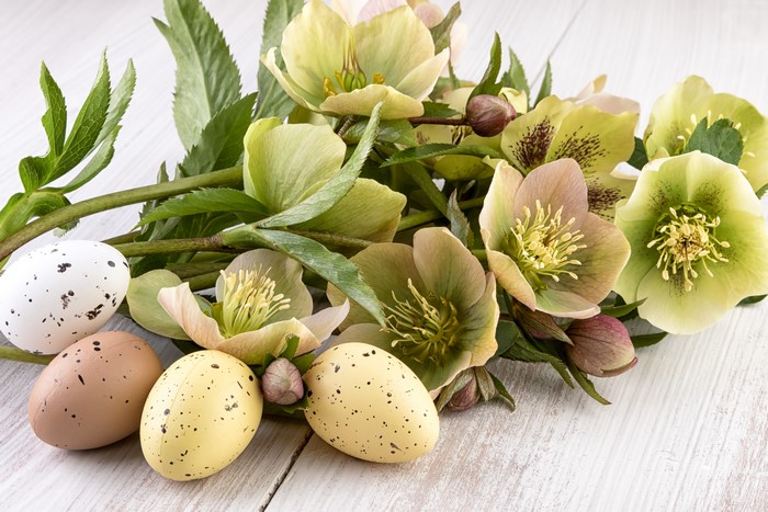 Easter Hellebore Flowers and Eggs