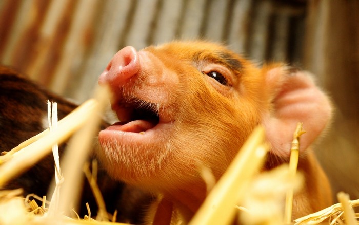 A young piglet in straw