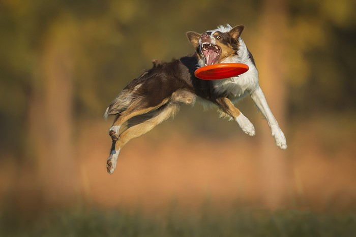 Border Collie dog jumping to catch a frisbee
