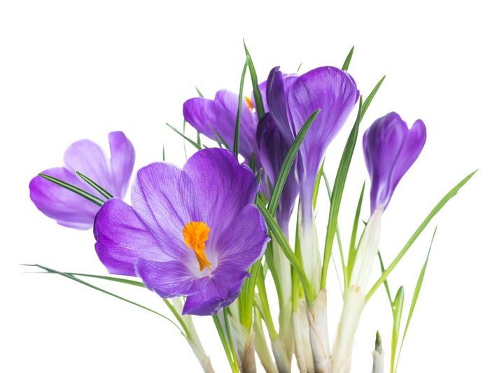 Purple Crocuses with Green Stems